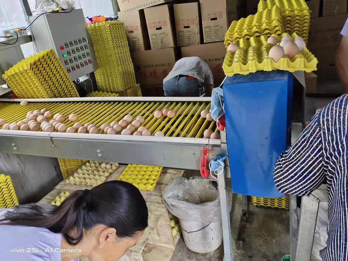 籠養(yǎng)雞需要什么環(huán)境條件？